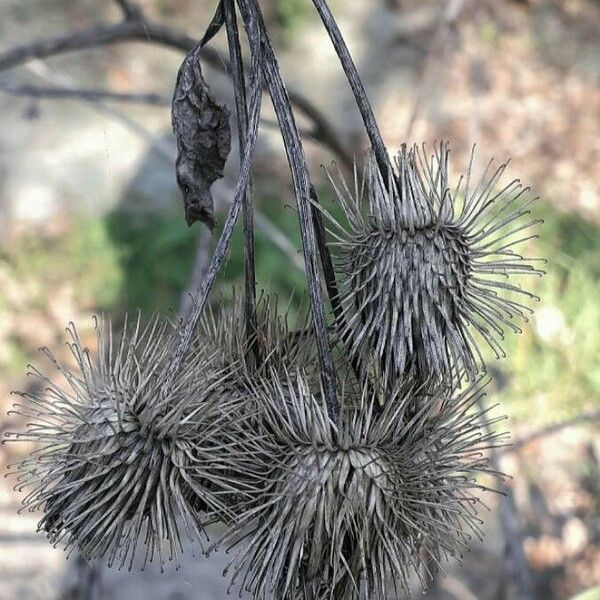 Arctium lappa Frukt