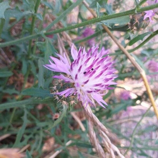 Centaurea aspera Virág