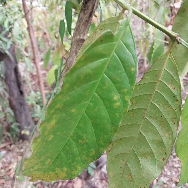 Coffea arabica Folla