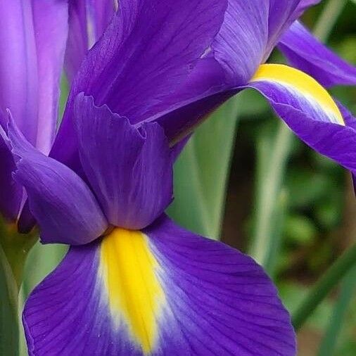 Iris xiphium ᱵᱟᱦᱟ