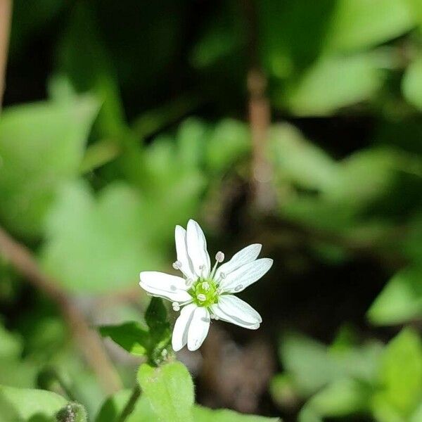 Stellaria aquatica Fiore