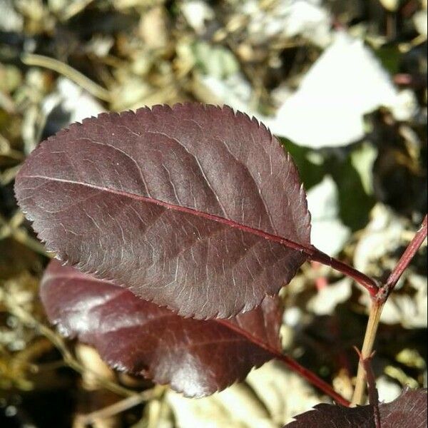 Prunus cerasifera ഇല