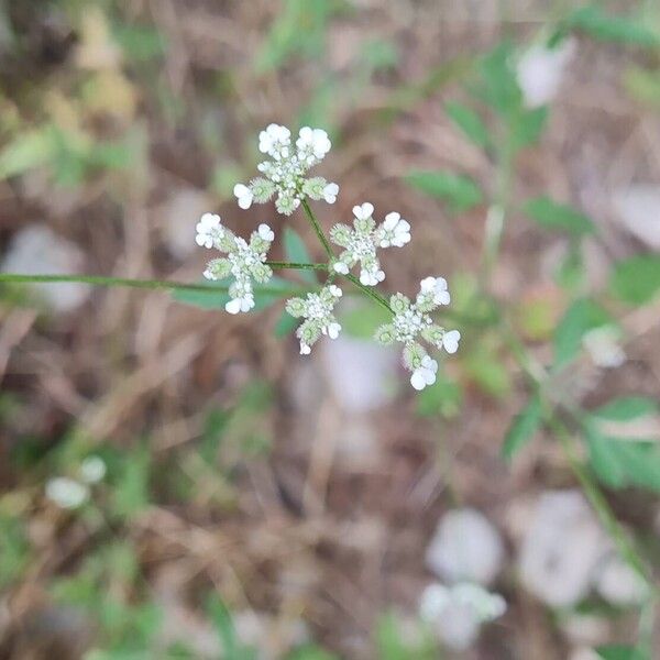 Torilis arvensis 花