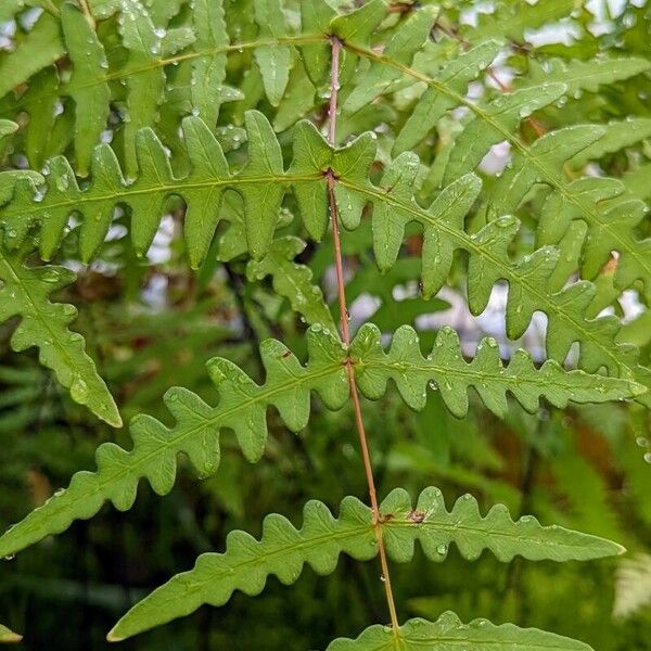 Histiopteris incisa Blad