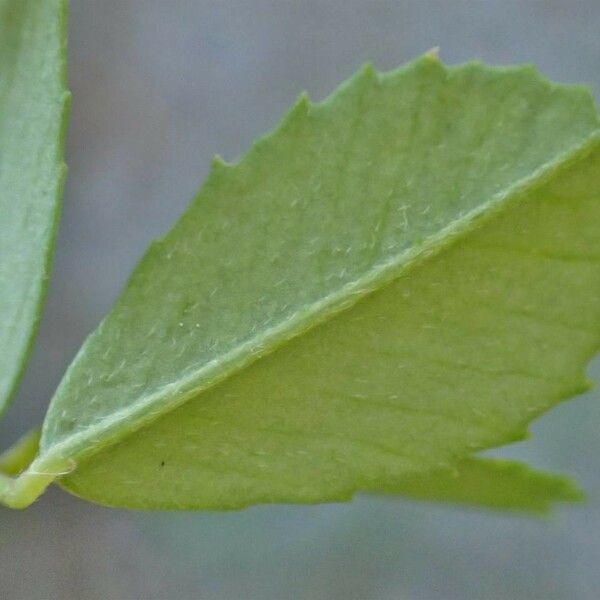 Melilotus officinalis Hostoa