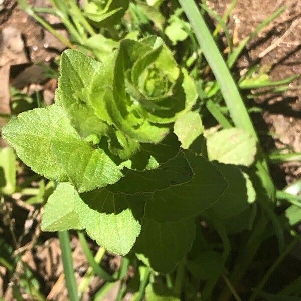 Triodanis perfoliata Blatt