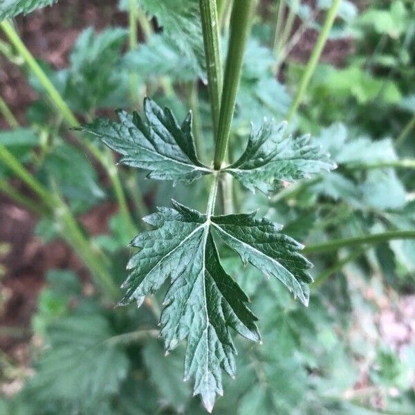 Pimpinella major Leaf