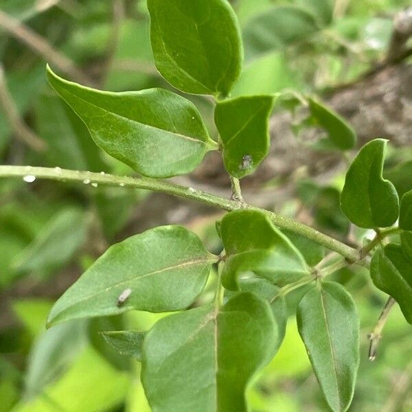 Jasminum fluminense Leaf