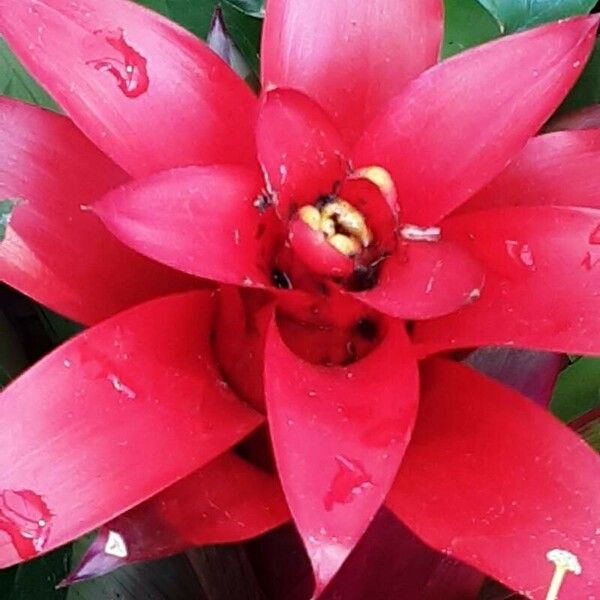 Guzmania lingulata Fleur