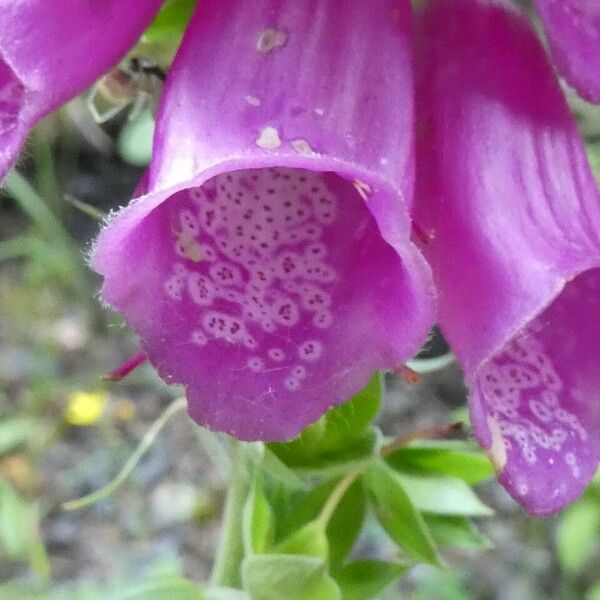 Digitalis purpurea फूल