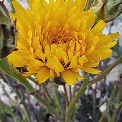 Reichardia tingitana Flower