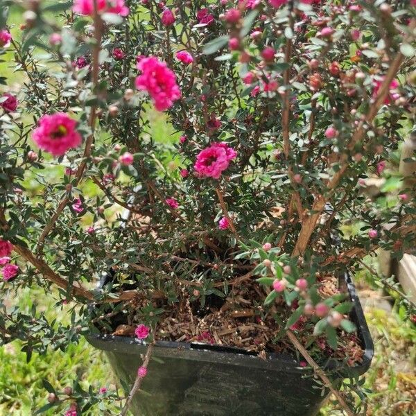 Leptospermum scoparium Folla