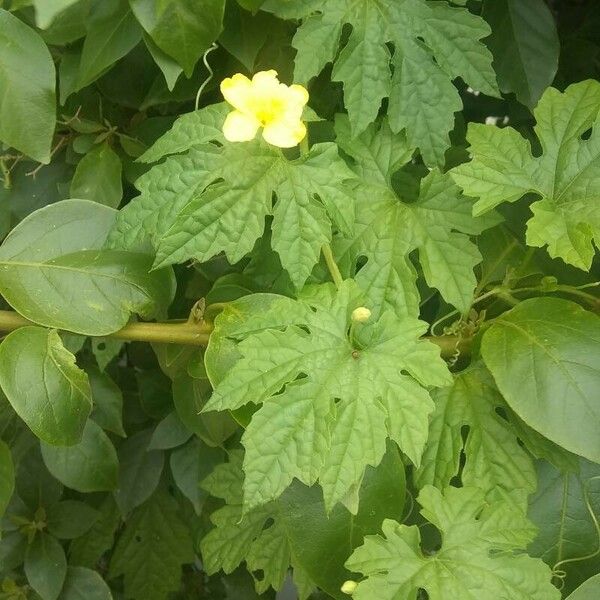 Momordica charantia Fruit