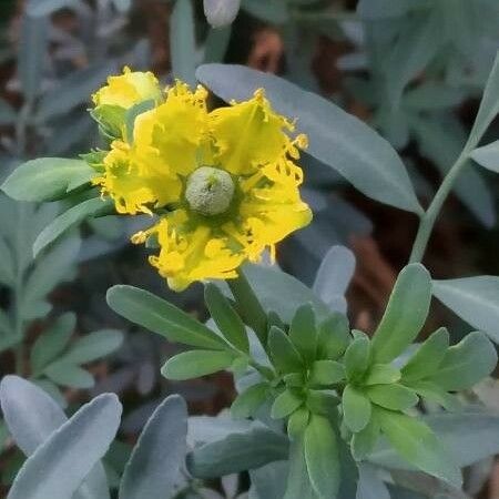 Ruta chalepensis Flor