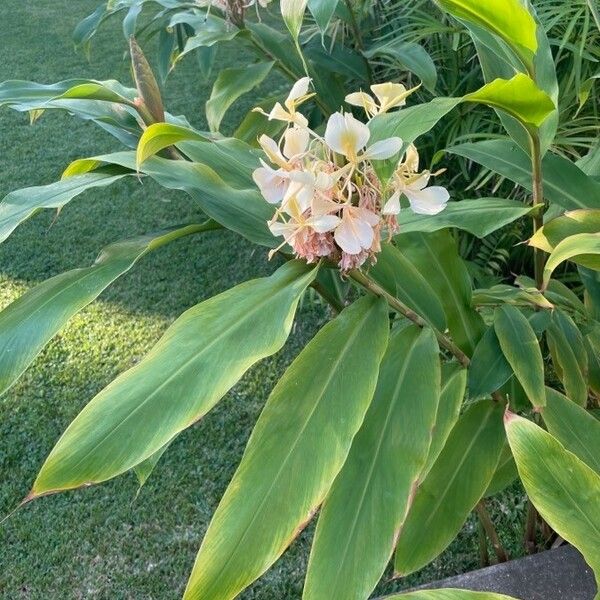 Hedychium flavescens Fleur