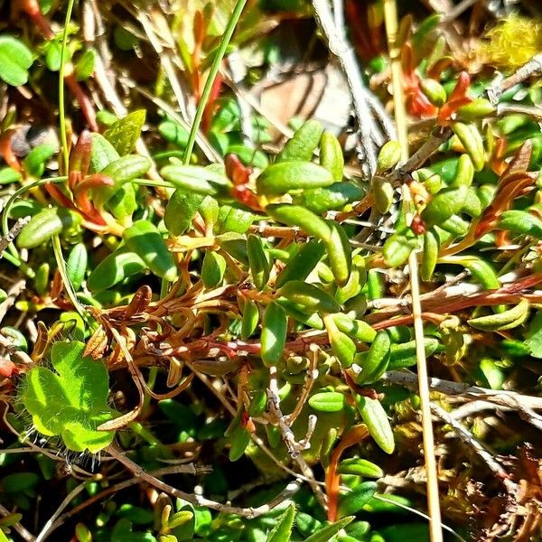 Vaccinium oxycoccos Листок