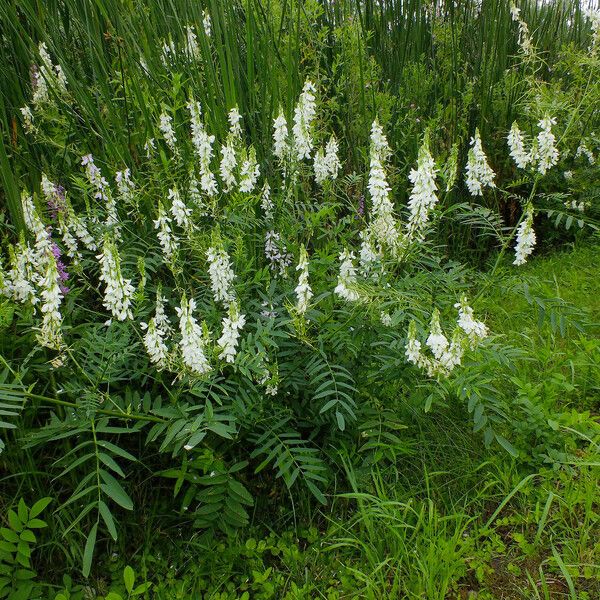 Galega officinalis ᱛᱟᱦᱮᱸ