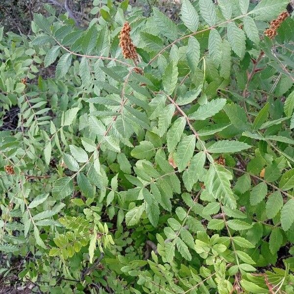 Rhus coriaria Лист