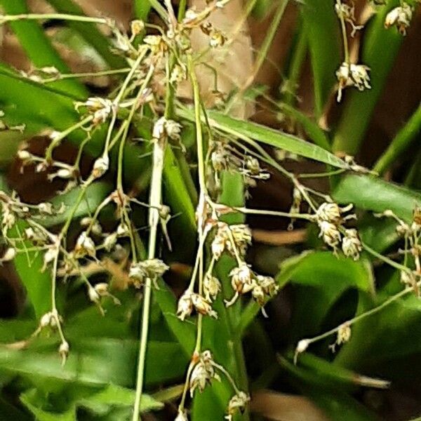 Luzula sylvatica Fruit