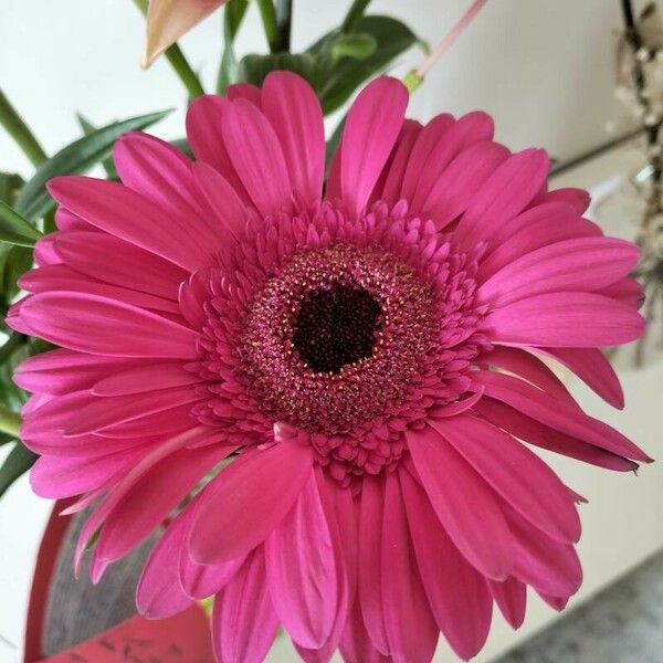 Gerbera jamesonii Flower