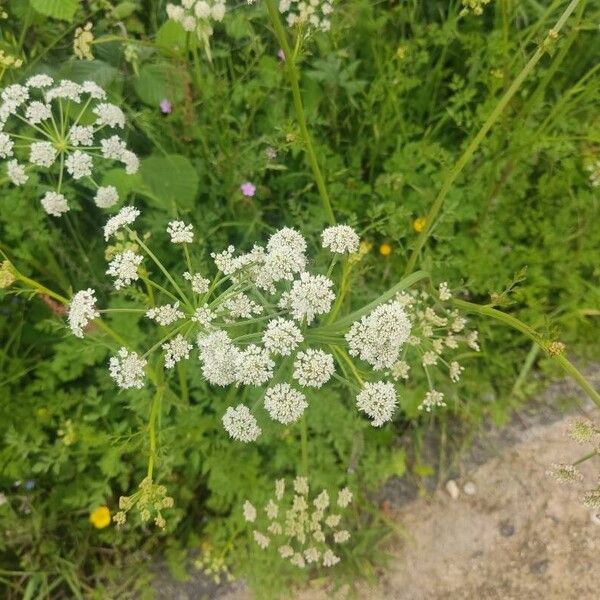 Oenanthe crocata Kwiat