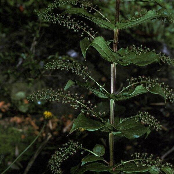 Coriaria ruscifolia Cvet