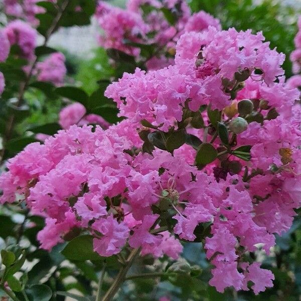 Lagerstroemia indica Cvet