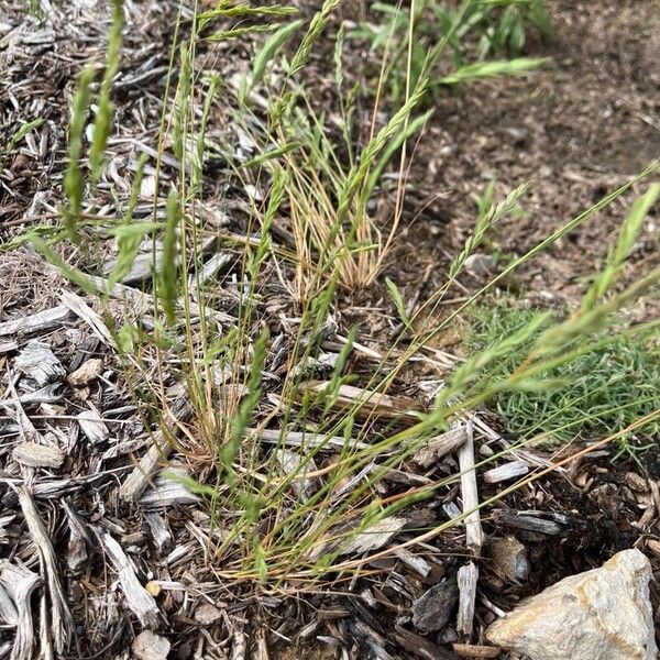 Festuca valesiaca Levél