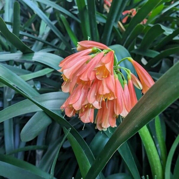 Clivia nobilis Floro