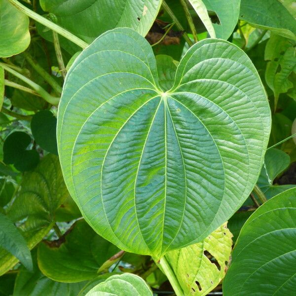 Dioscorea bulbifera Blatt