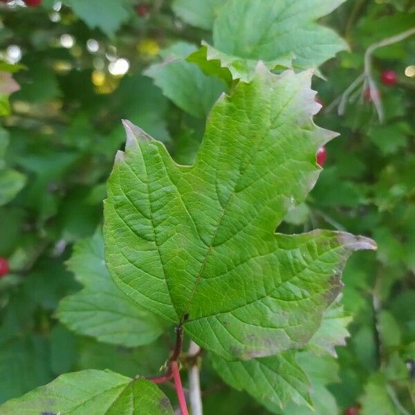 Viburnum opulus 葉