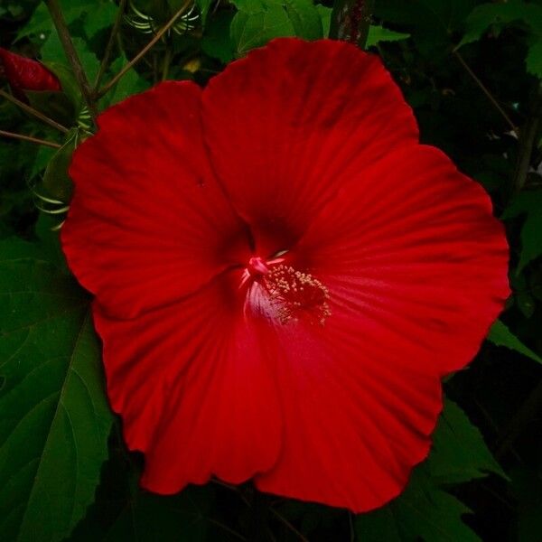 Hibiscus moscheutos Floare