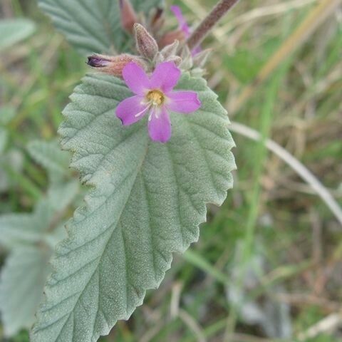 Melochia tomentosa Kvet