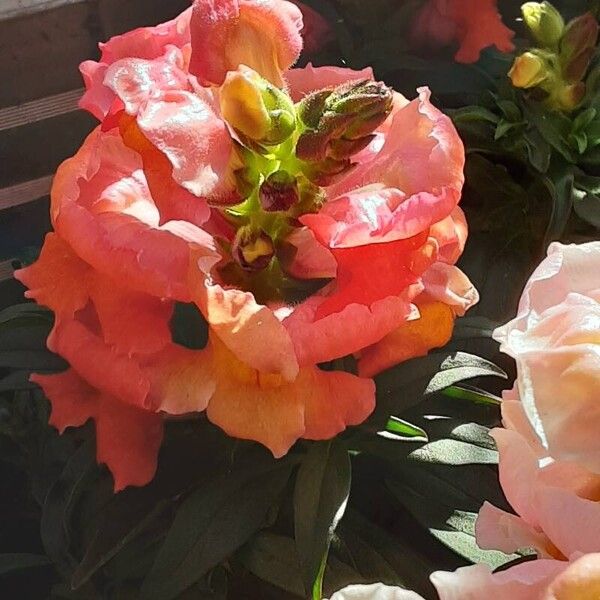 Antirrhinum australe Blomst