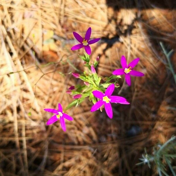 Centaurium tenuiflorum Žiedas