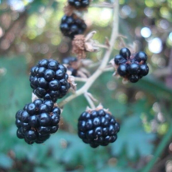 Rubus ulmifolius Frucht