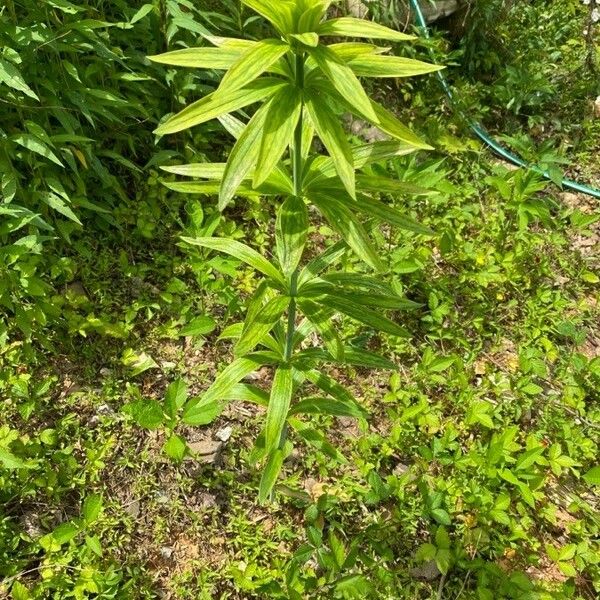 Lilium canadense Leaf