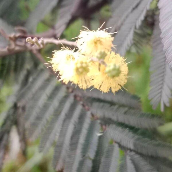 Acacia mearnsii Çiçek