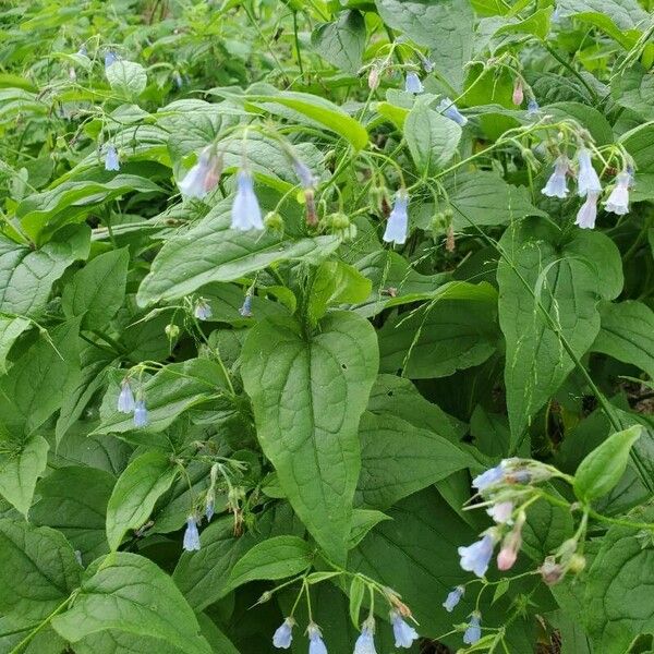 Mertensia paniculata Цветок