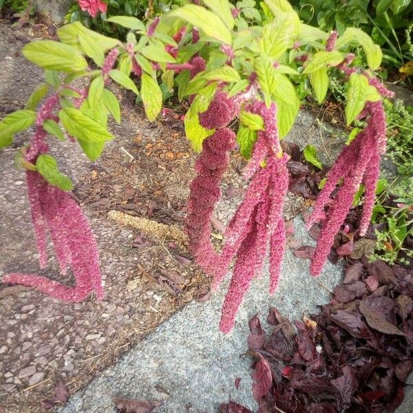 Amaranthus caudatus 花