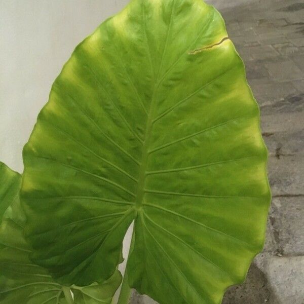 Colocasia esculenta 叶