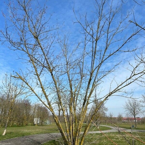 Acer rubrum Hábito