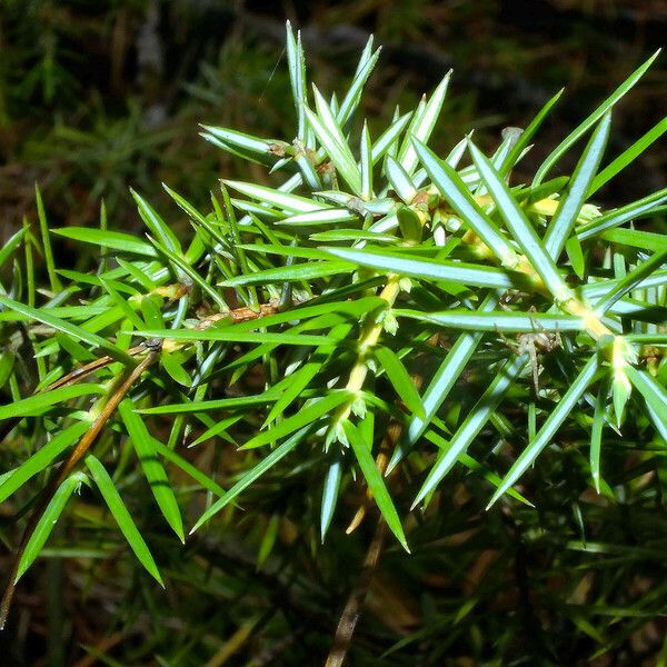 Juniperus rigida Feuille