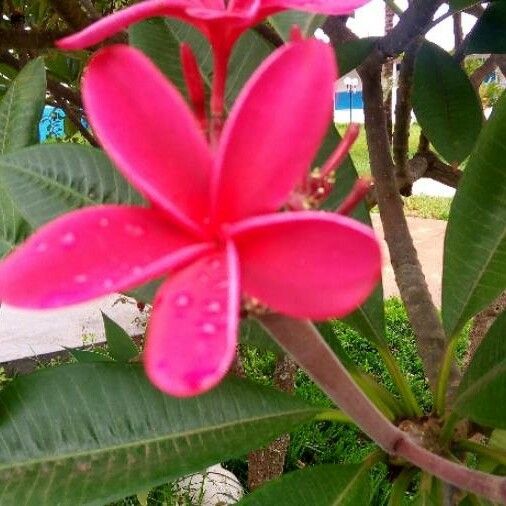 Plumeria rubra Flower