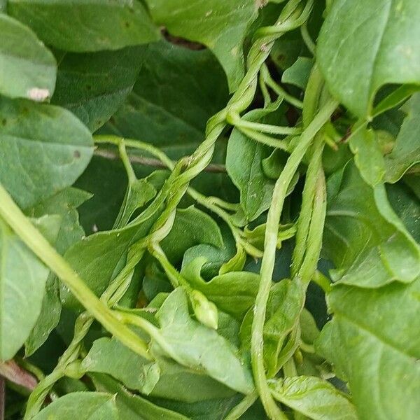 Convolvulus arvensis خشب