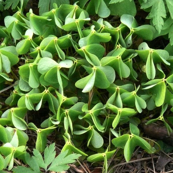 Oxalis purpurea Blatt