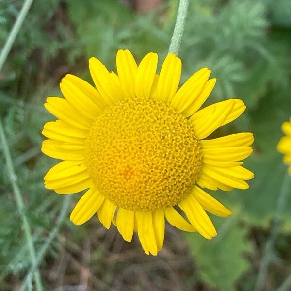 Cota tinctoria Flower