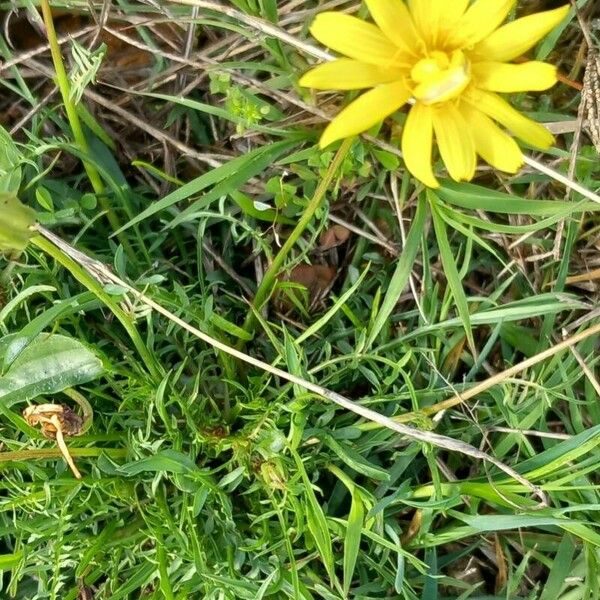 Scorzonera cana Floare