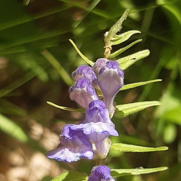 Scutellaria hastifolia ফুল