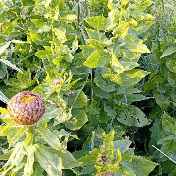 Centaurea macrocephala Kukka